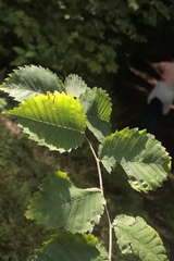 Ulmus glabra