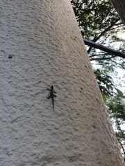 Hemidactylus frenatus