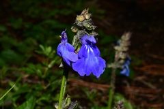 Salvia prunelloides