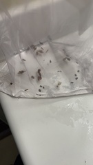 Acer rubrum drummondii