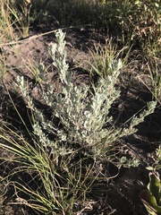 Artemisia tridentata