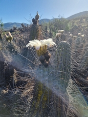 Trichocereus deserticola
