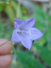 Campanula rotundifolia