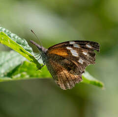 Libytheana carinenta