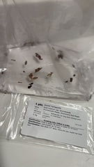 Acer rubrum drummondii