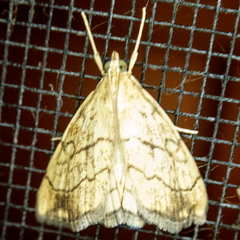 Evergestis pallidata