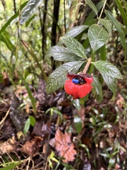 Palicourea tomentosa