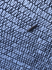 Sphaenothecus trilineatus