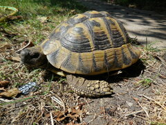 Testudo hermanni