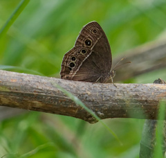 Mycalesis mineus