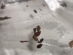 Acer rubrum drummondii