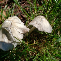 Cuphophyllus virgineus