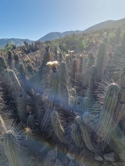 Trichocereus deserticola