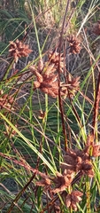 Bolboschoenus maritimus