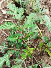 Leptinotarsa decemlineata