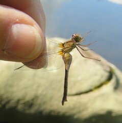 Sympetrum vicinum