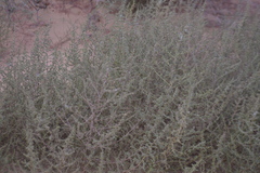 Salsola tragus