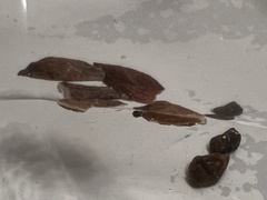 Acer rubrum drummondii