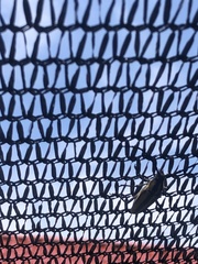 Sphaenothecus trilineatus