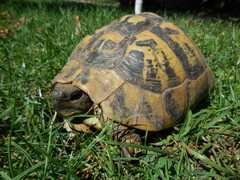 Testudo hermanni