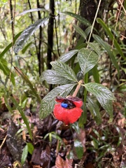 Palicourea tomentosa