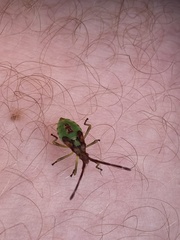 Coreinae