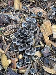 Cyathus stercoreus