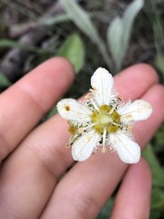Parnassia fimbriata