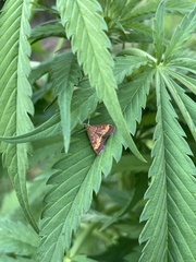 Pyrausta californicalis