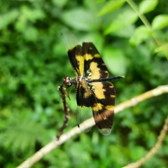 Rhyothemis variegata