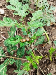 Leptinotarsa decemlineata