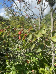 Crataegus