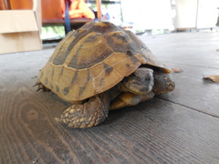 Testudo hermanni