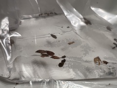 Acer rubrum drummondii