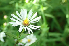 Symphyotrichum chilense