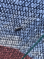 Sphaenothecus trilineatus