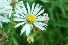 Symphyotrichum chilense