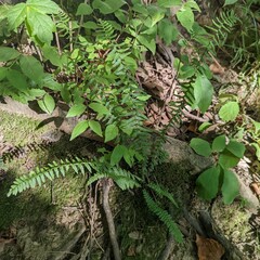 Asplenium platyneuron