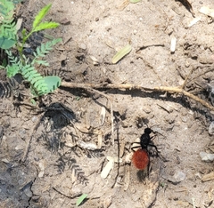 Dasymutilla magnifica