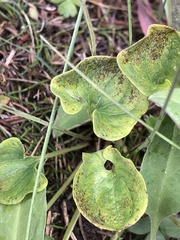 Parnassia fimbriata