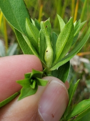 Asphondylia thompsonae