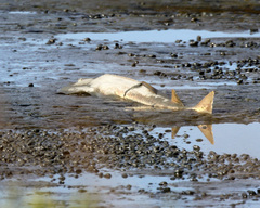 Pseudobatos productus