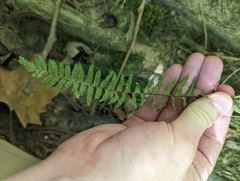 Asplenium platyneuron
