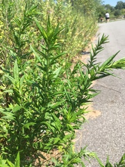 Artemisia verlotiorum