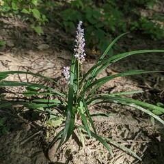 Liriope