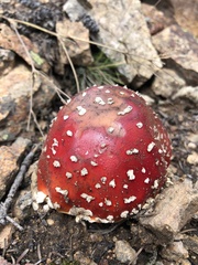 Amanita