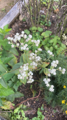 Parthenium integrifolium