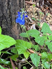 Salvia scutellarioides