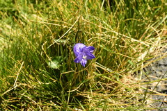 Campanula rotundifolia