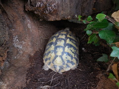 Testudo hermanni